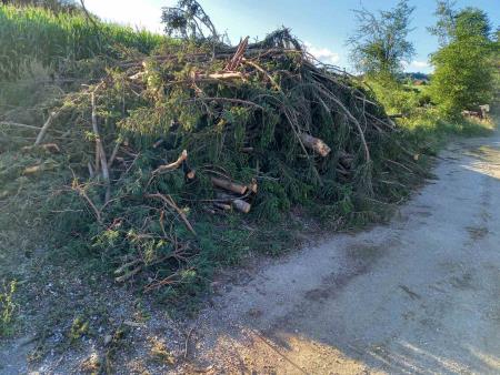 Golosek ob trim stezi, foto JK (7)